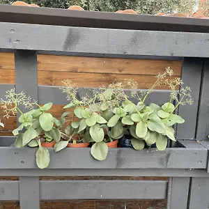 Apartment Casa Sivori Sul Di Garda Con Ampio Giardino, Desenzano del Garda